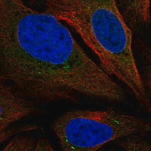 Merck Anti-SARAF antibody produced in rabbit