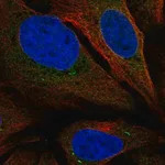 Merck Anti-SARAF antibody produced in rabbit