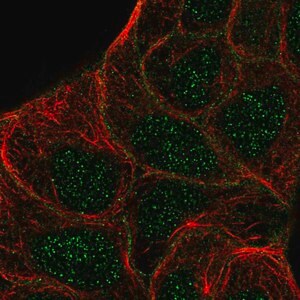 Merck Anti-STYK1 antibody produced in rabbit