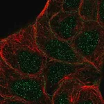 Merck Anti-STYK1 antibody produced in rabbit