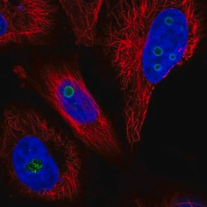 Merck Anti-WDR82 antibody produced in rabbit