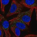 Merck Anti-SYT13 antibody produced in rabbit