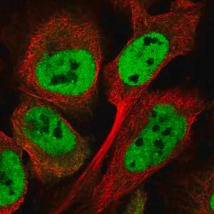 Merck Anti-ATXN7L3B antibody produced in rabbit