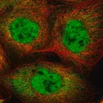 Merck Anti-IPO7 antibody produced in rabbit