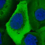 Merck Anti-UBA52 antibody produced in rabbit