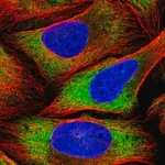 Merck Anti-PSRC1 antibody produced in rabbit