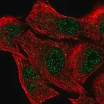 Merck Anti-EGLN2 antibody produced in rabbit