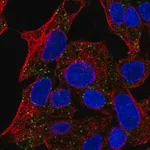 Merck Anti-TMEM135 antibody produced in rabbit