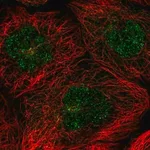 Merck Anti-FAM217B antibody produced in rabbit