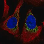 Merck Anti-PMFBP1 antibody produced in rabbit