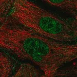 Merck Anti-ZGPAT antibody produced in rabbit