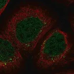 Merck Anti-ZNF213 antibody produced in rabbit