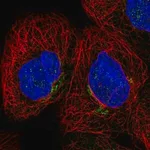 Merck Anti-CYBRD1 antibody produced in rabbit