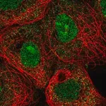 Merck Anti-MXI1 antibody produced in rabbit