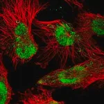 Merck Anti-ARGLU1 antibody produced in rabbit