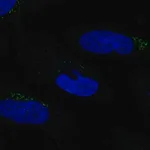 Merck Anti-MGAT2 antibody produced in rabbit