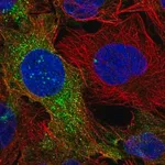 Merck Anti-DOCK5 antibody produced in rabbit