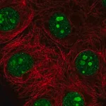 Merck Anti-SH3TC1 antibody produced in rabbit