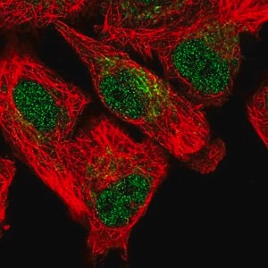 Merck Anti-SFXN5 antibody produced in rabbit