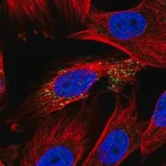 Merck Anti-ABHD14A antibody produced in rabbit