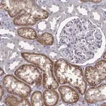 Merck Anti-KMO antibody produced in rabbit