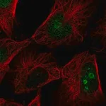 Merck Anti-FAM3A antibody produced in rabbit