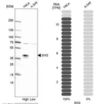 Merck Anti-SIX2 antibody produced in rabbit