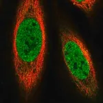 Merck Anti-PRDM14 antibody produced in rabbit