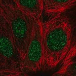 Merck Anti-GEMIN2 antibody produced in rabbit