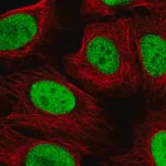 Merck Anti-NAT9 antibody produced in rabbit
