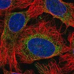 Merck Anti-RHBDD1 antibody produced in rabbit
