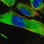 Merck Anti-SNX9 antibody produced in rabbit