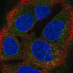 Merck Anti-BTG4 antibody produced in rabbit
