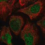 Merck Anti-NABP2 antibody produced in rabbit