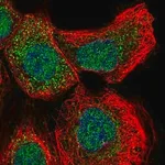 Merck Anti-GLRX2 antibody produced in rabbit