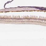 Merck Anti-CNGB3 antibody produced in rabbit