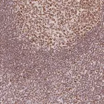 Merck Anti-H2AFZ antibody produced in rabbit