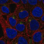 Merck Anti-TMEM63A antibody produced in rabbit