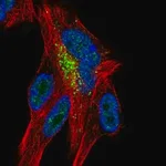 Merck Anti-ZNF768 antibody produced in rabbit