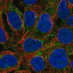 Merck Anti-PAG1 antibody produced in rabbit