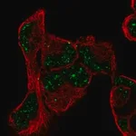 Merck Anti-PNRC1 antibody produced in rabbit