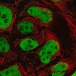 Merck Anti-GATA6 antibody produced in rabbit