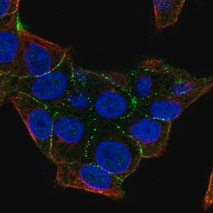 Merck Anti-PKP4 antibody produced in rabbit