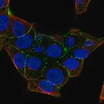 Merck Anti-PKP4 antibody produced in rabbit