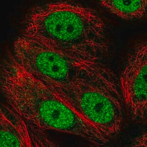 Merck Anti-ANAPC2 antibody produced in rabbit
