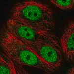 Merck Anti-ANAPC2 antibody produced in rabbit