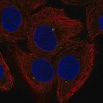 Merck Anti-FGF11 antibody produced in rabbit