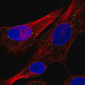 Merck Anti-CTSC antibody produced in rabbit