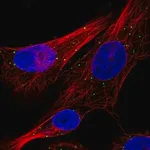 Merck Anti-CTSC antibody produced in rabbit