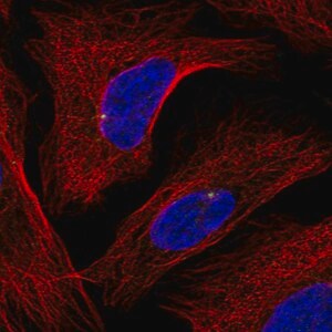 Merck Anti-GRAP antibody produced in rabbit